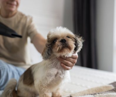 Pet Grooming Services at Home – groomer blow-drying a small fluffy dog in a comfortable home setting.