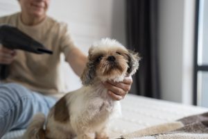 Why pet grooming services at home is safer than visiting a salon.