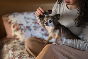 A small dog sitting on its owner’s lap while being brushed, showing the comfort and personalized care of Pet Grooming Services at Home.